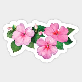 Impatiens - Pink Impatiens with Buds Sticker